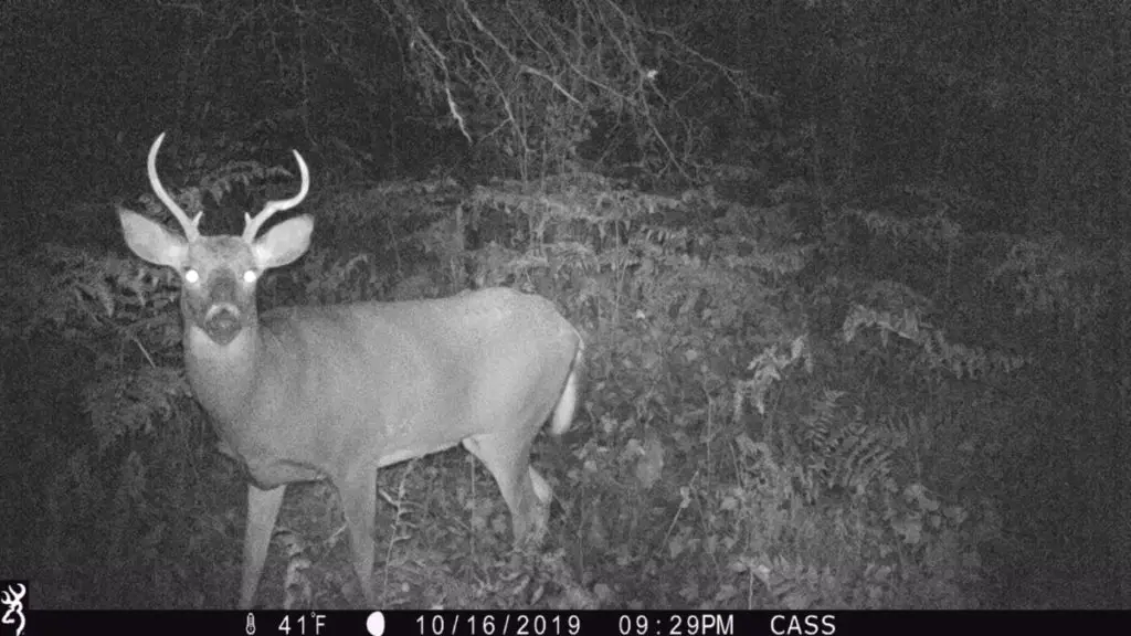 deer on game camera
