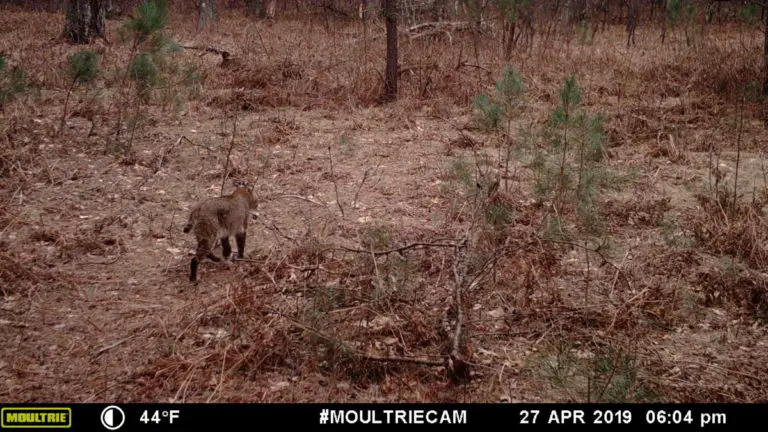 How Much Does A Cellular Trail Camera Plan Cost Trail Cam Junkie