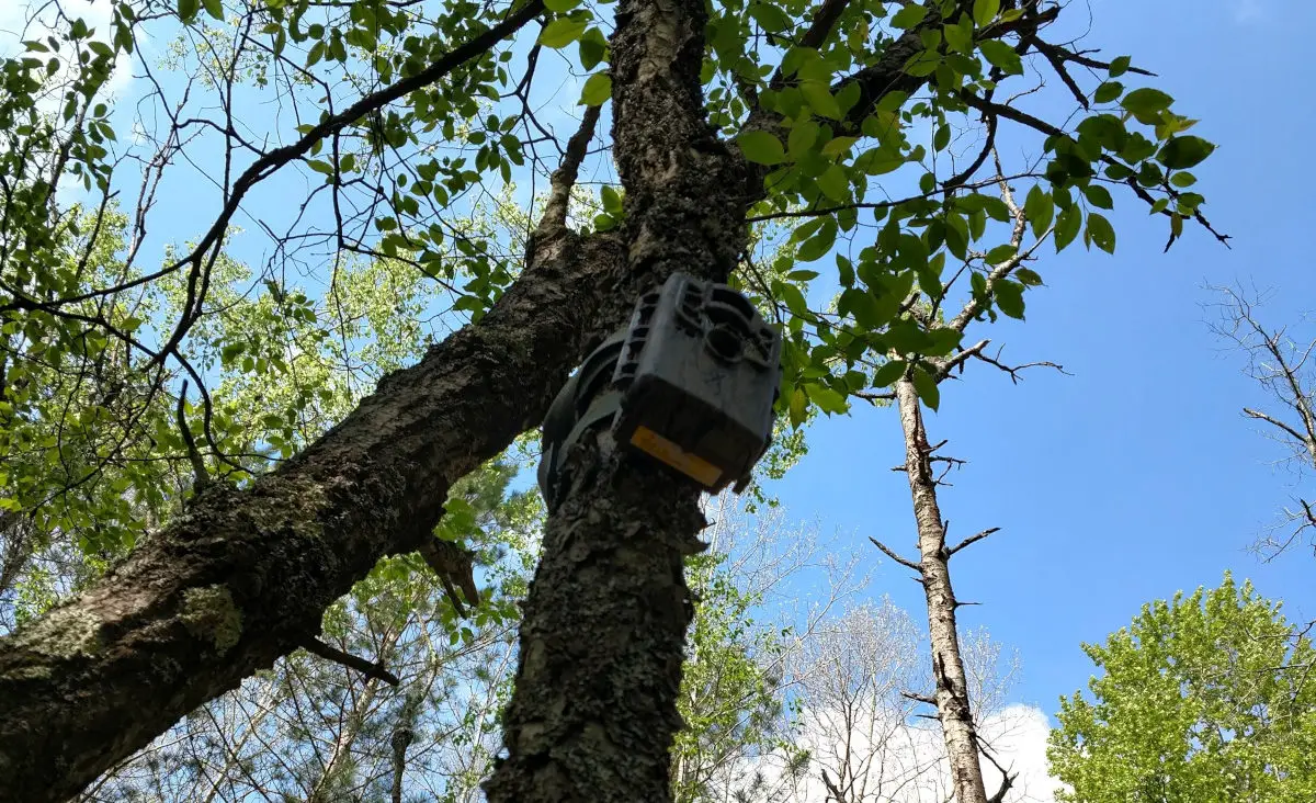 Hanging Trail Cameras: How High, What Angle, and at What Distance – Trail  Cam Junkie