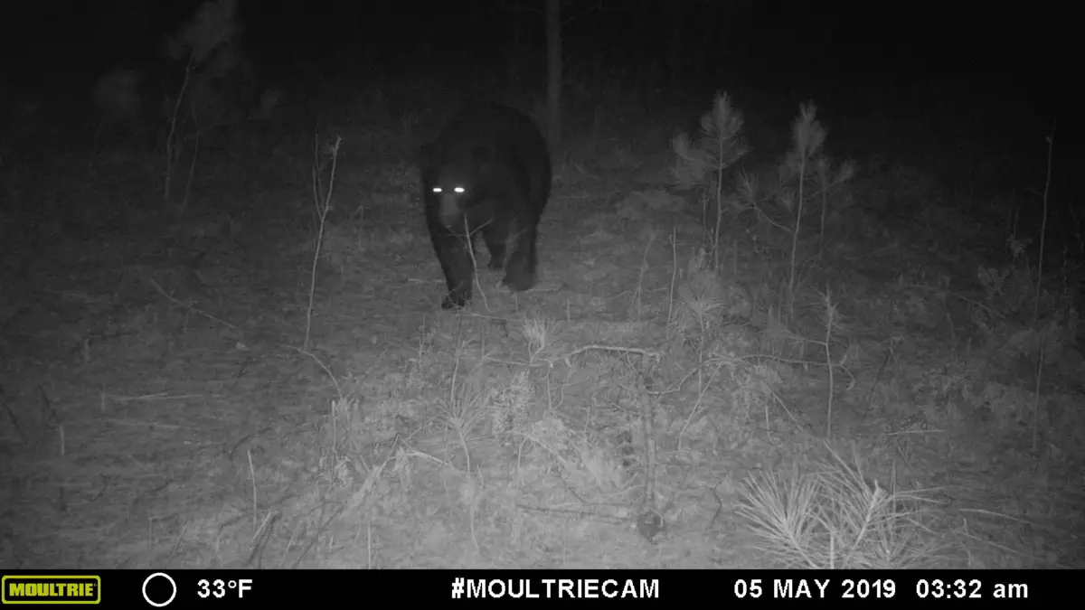 Do Trail Cameras Make Noise? Trail Cam Junkie