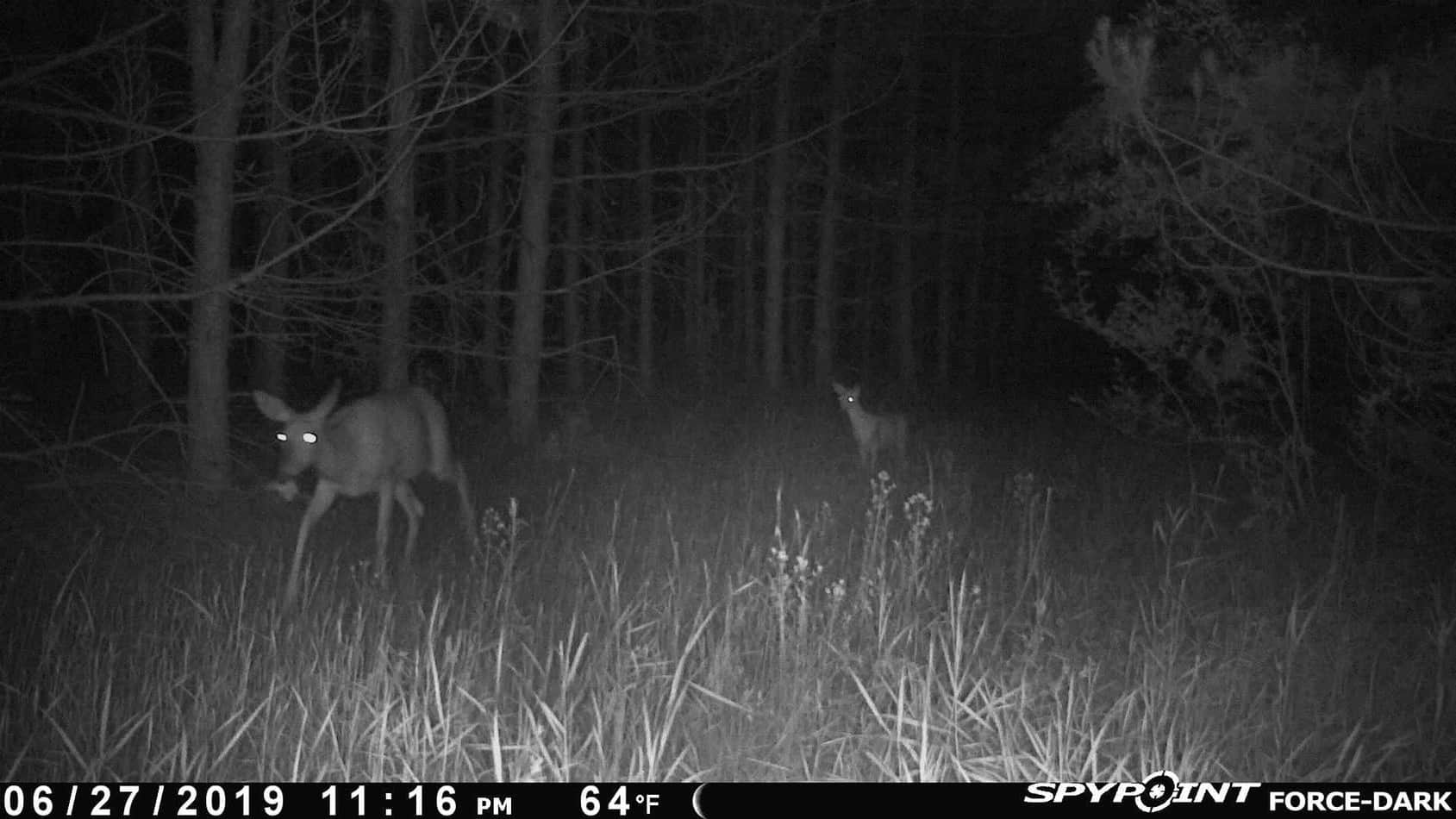 Spypoint Force Dark Review Trail Cam Junkie