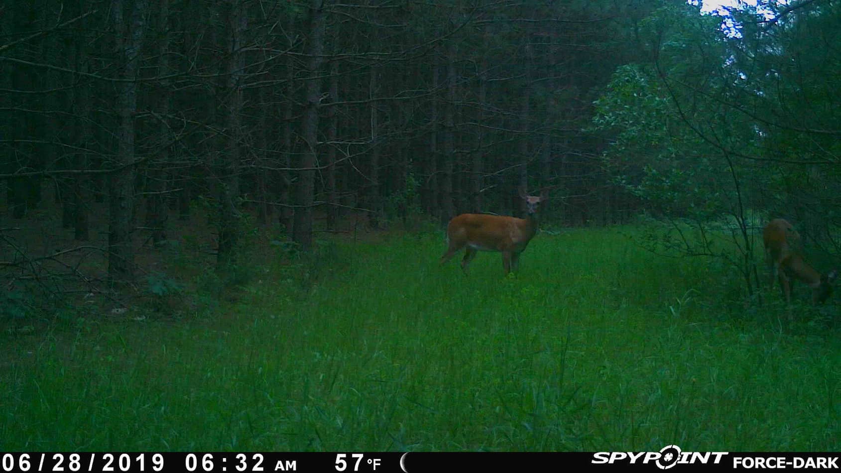 Spypoint Force Dark Review Trail Cam Junkie