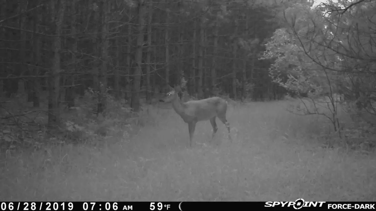 Spypoint Force Dark Review Trail Cam Junkie