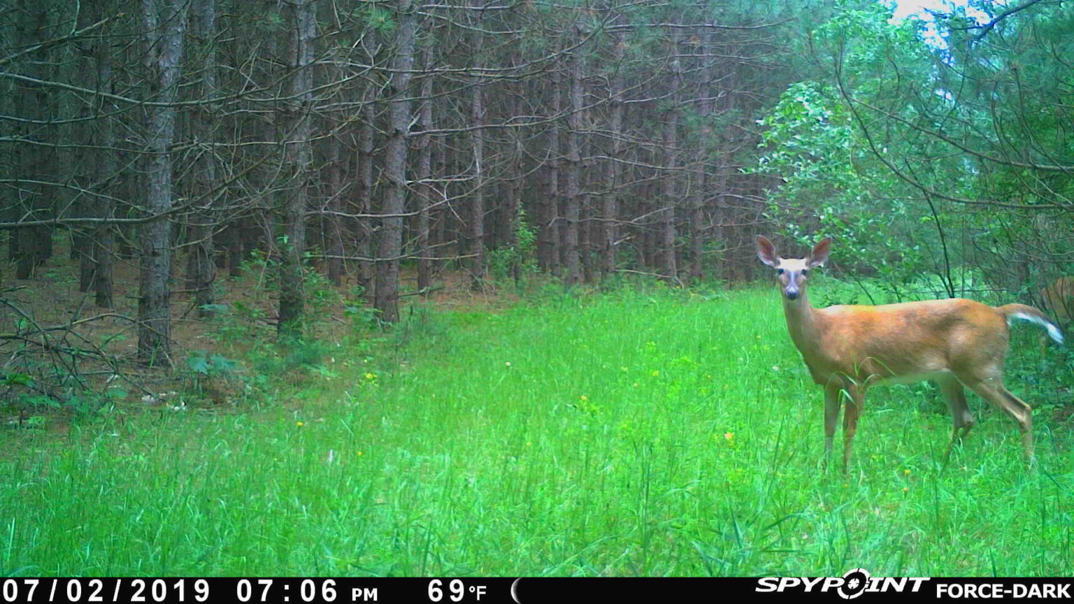 Spypoint Force Dark Review Trail Cam Junkie
