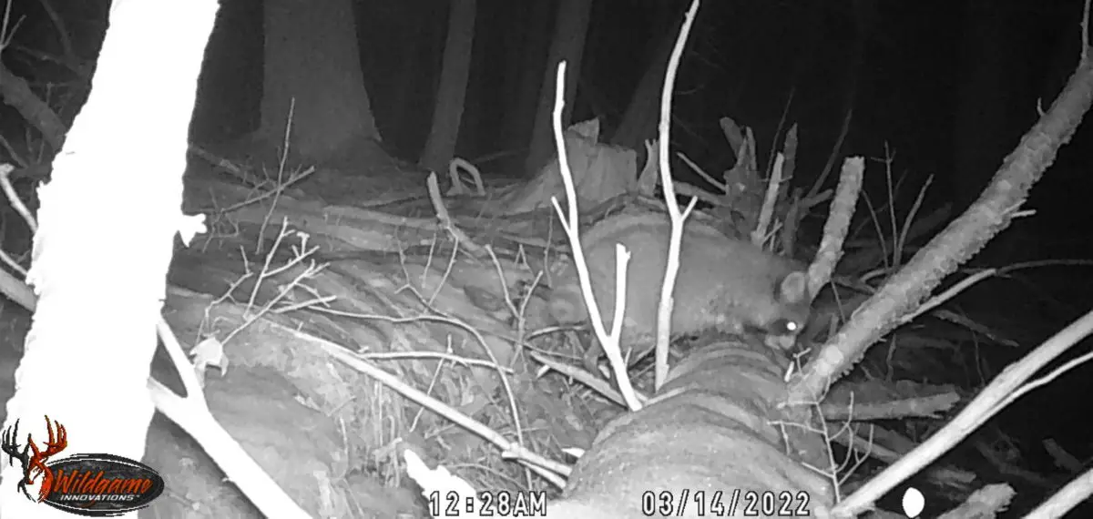 2022 Wildgame Innovations Terra Extreme Lightsout Trail Camera Review