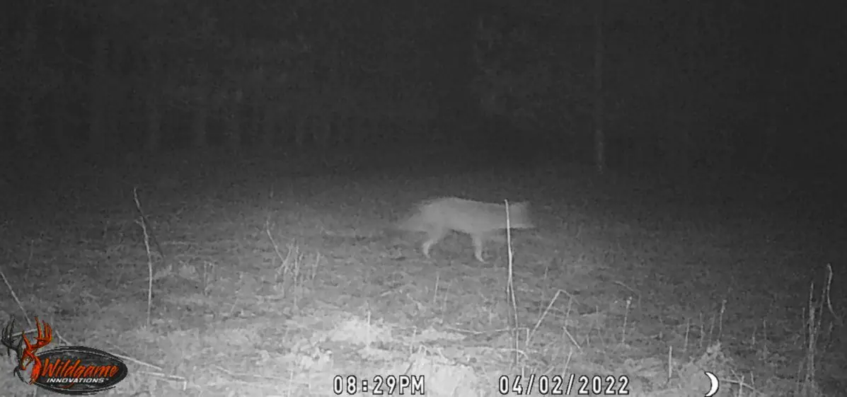 2022 Wildgame Innovations Terra Extreme Lightsout Trail Camera Review