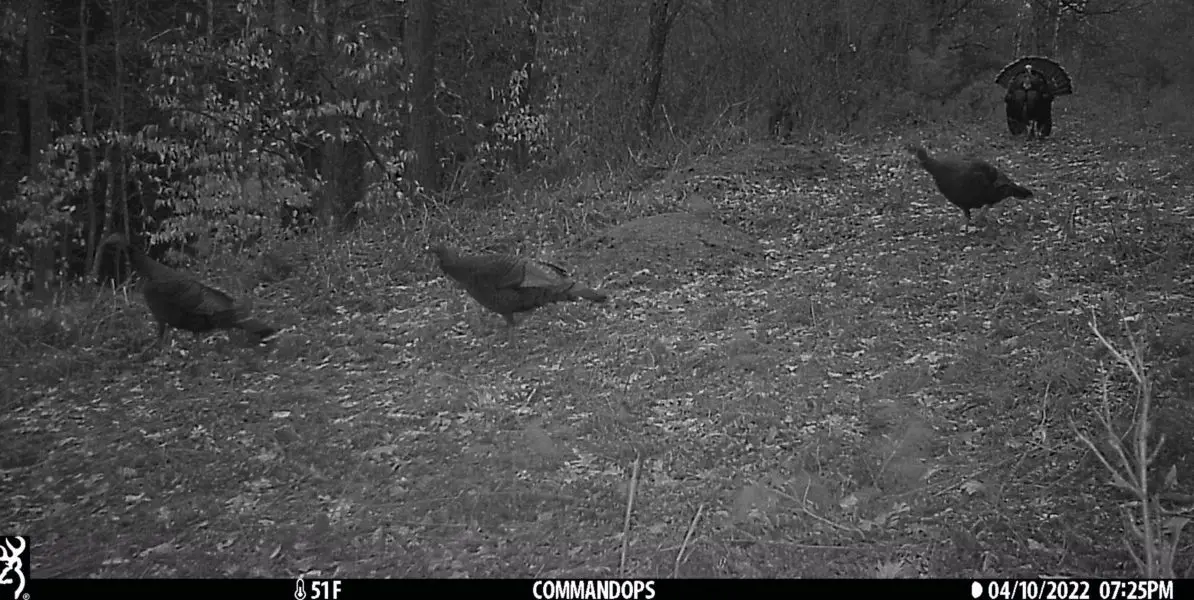 Browning Command Ops Elite (2022) Trail Camera Review – Trail Cam Junkie