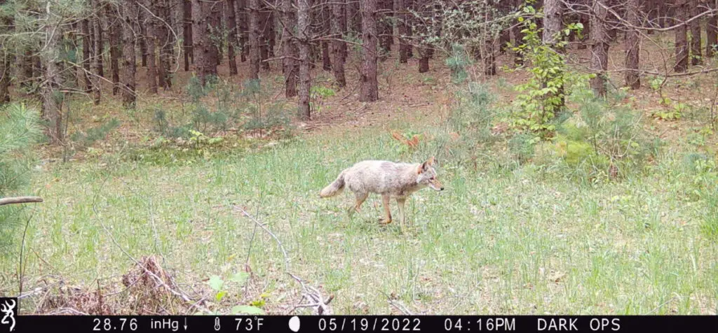 coyote on trail camera