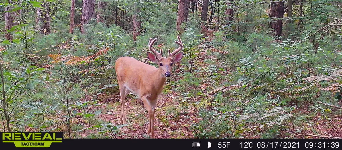 Cellular trail camera photo of a buck in velvet