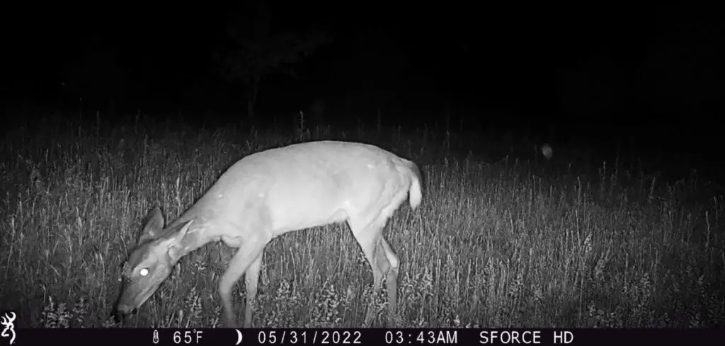 A whitetail doe eating in a field at night