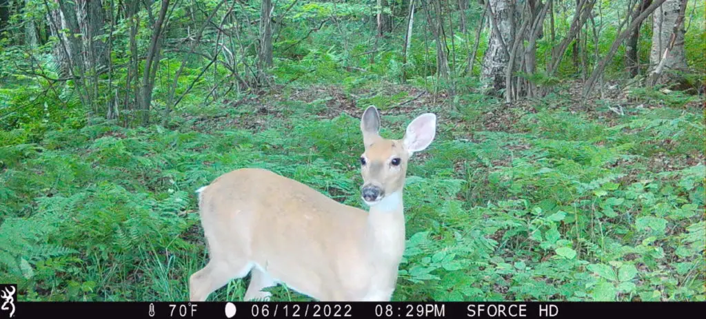 A young doe walking through a green forest