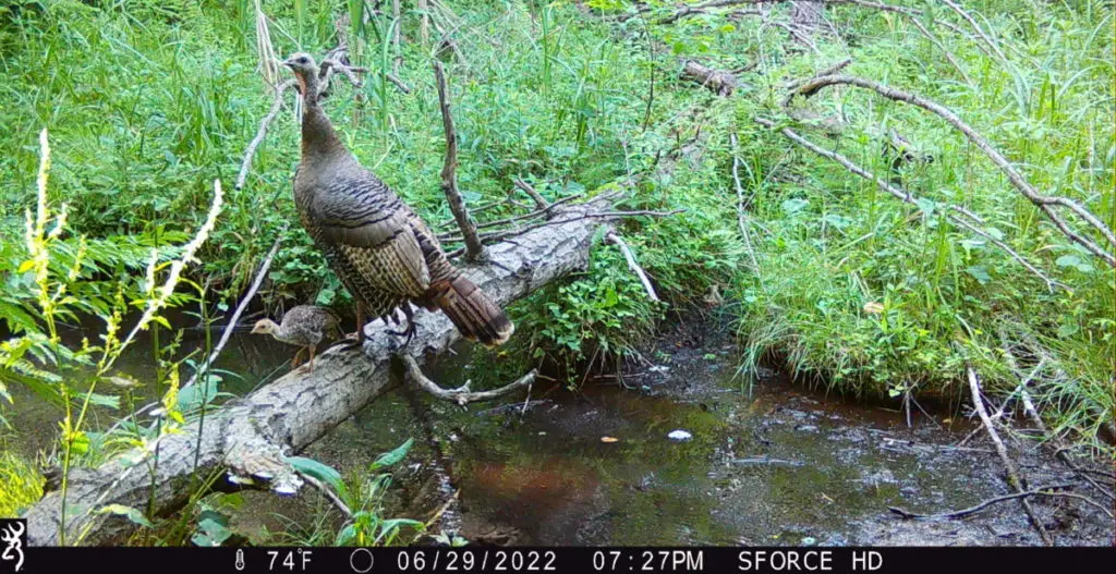 A hen turkey with her young poult stand on a log over a small creek