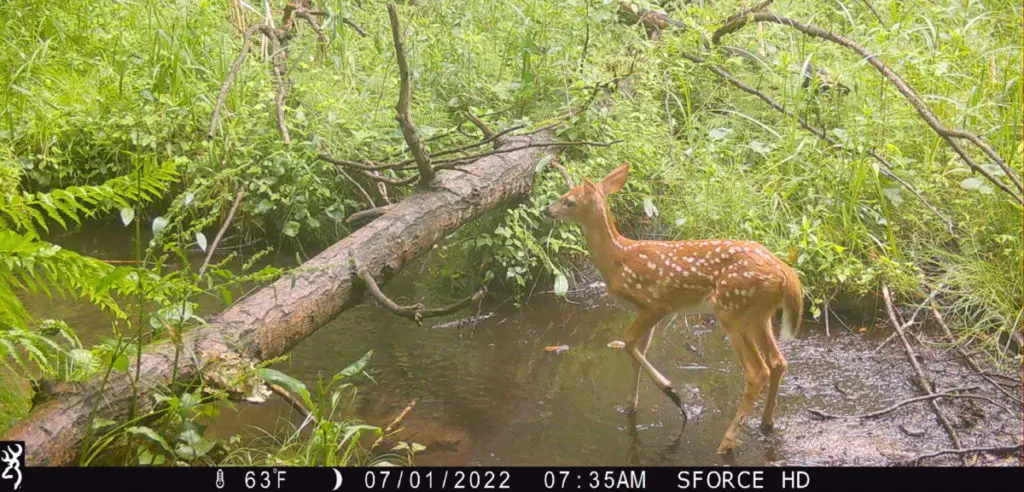 A fawn whitetail deer playing a small stream