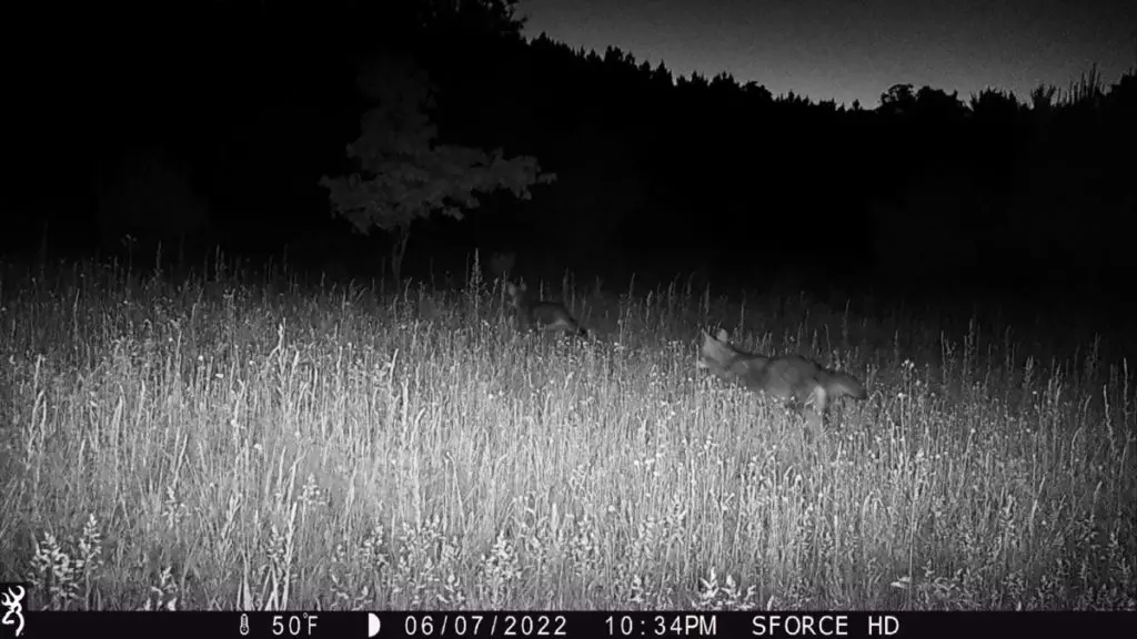 A pair of coyote moving through tall grass at night