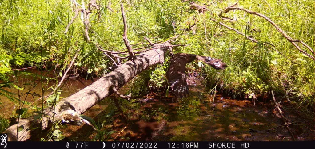 A redtail hawk flies along side a small creek