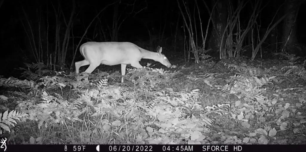 A Whitetail doe walking through the woods at night