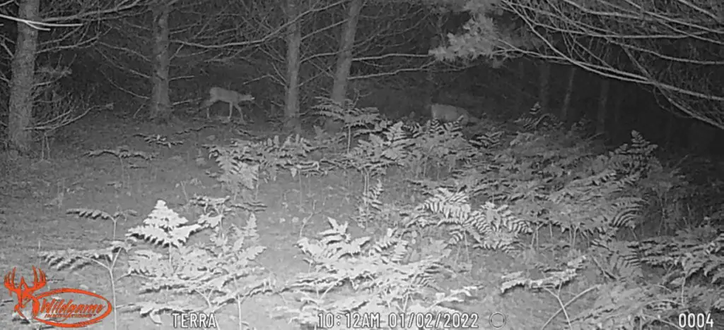 A whitetail doe walks right to left, in a photo taken at night with infrared flash